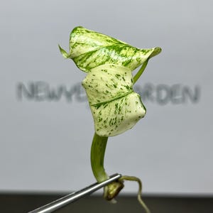 Peut inclure: Gros plan d'une petite bouture de plante aux feuilles panachées. Les feuilles sont un mélange de vert et de blanc crème, avec un motif tacheté. La plante est tenue par une pince à épiler, avec le texte "NEW GARDEN" en arrière-plan.