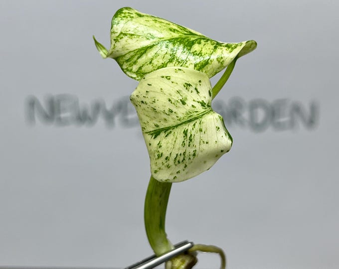 Monstera Deliciosa Mint Variegated Tissue Culture (1 item/bag)