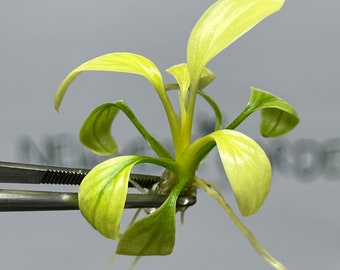 Homalomena Rubescens Mint Tissue Culture (1 item/bag)