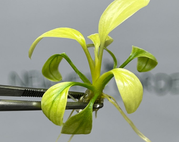 Homalomena Rubescens Mint Tissue Culture (1 item/bag)