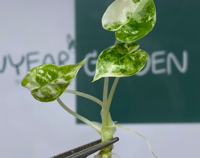 Alocasia Frydex Albo Variegated Tissue Culture (1 item/bag)