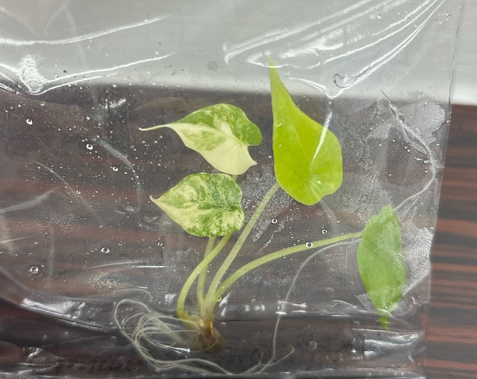 Alocasia scalprum Variegated | 1 bag  (1 plant per bag ) Tissue Culture