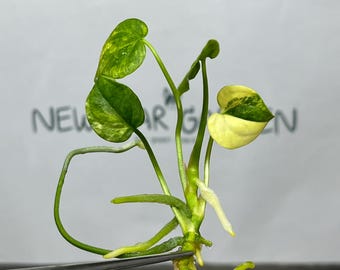Anthurium Clarinervinum Variegated Tissue Culture (1 item/bag)