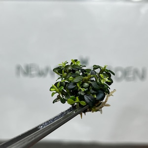 Bucephalandra Kedagang Mini Runde Gewebekultur (1 Stück / Beutel)