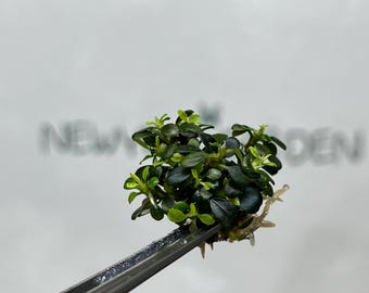 Bucephalandra Kedagang Mini Round Tissue Culture (1 item/bag)
