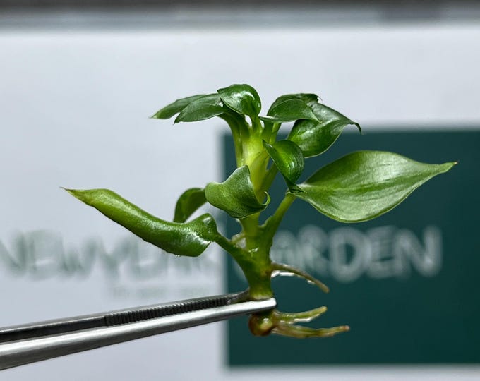 Philodendron Pastazanum Tissue Culture (5 items/bag)