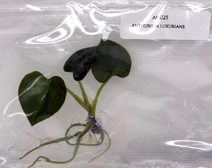 Anthurium luxurians (1 plantlet/bag) Tissue culture