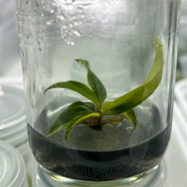 Philodendron Carmel Marble Variegated(1 planta por bolsa) / Cultivo de tejidos