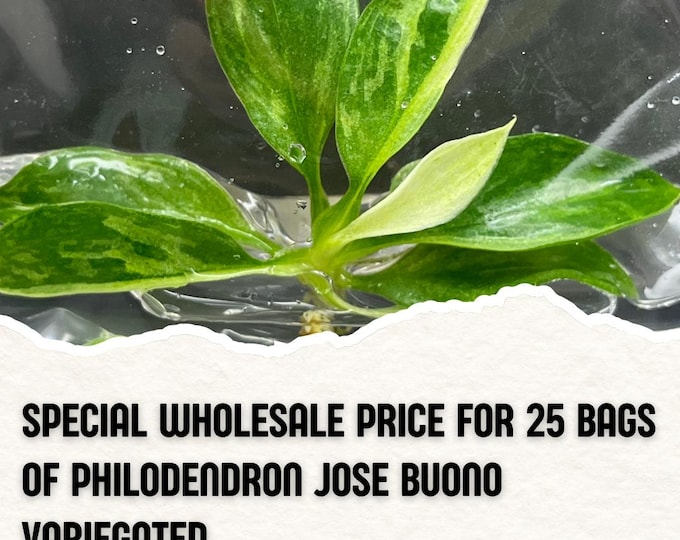 Wholesale 25 Philodendron Jose Buono Variegated  Tissue Culture (Counted as 1 Item to Save Shipping Cost)