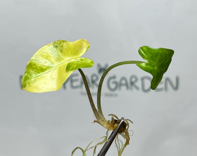 Alocasia Portora Aurea Variegated Tissue Culture (1 item/bag)