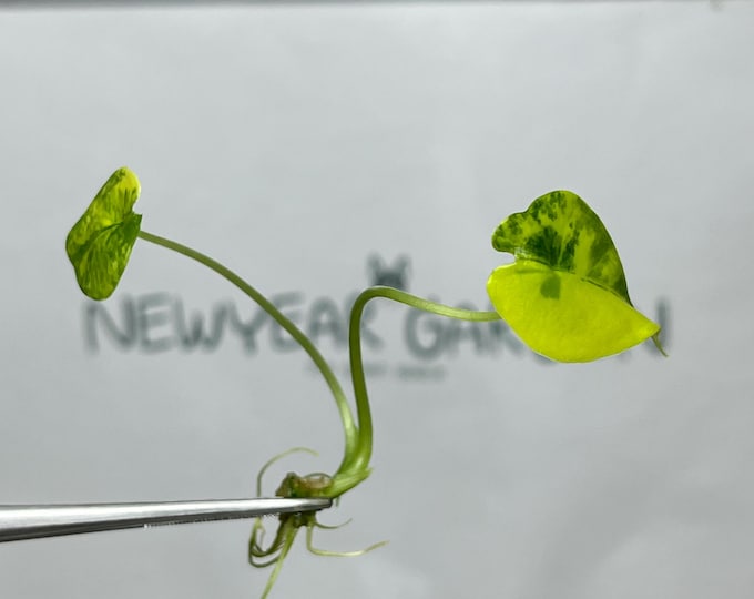 Alocasia Epilithica Aurea Variegated Tissue Culture (1 item/bag)