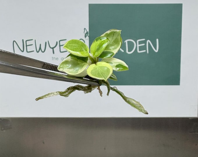 Mutation RARE Philodendron Billietiae Variegated  Tissue Culture (1 item/bag)