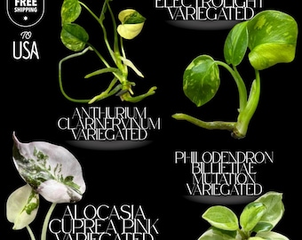 Exclusive 4-Plants Collector Set – Rare TC Varieties – Free USA Express Shipping