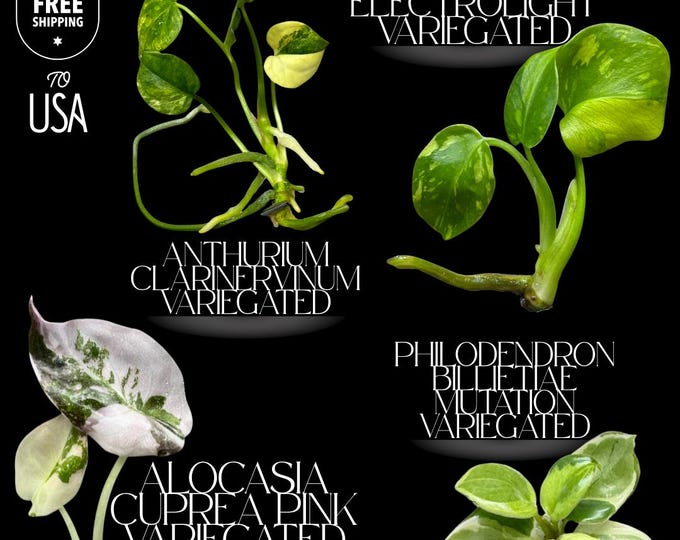 Exclusive 4-Plants Collector Set – Rare TC Varieties – Free USA Express Shipping