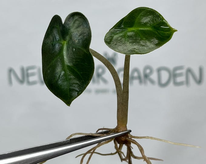 Alocasia Heart Balloon GREEN Tissue Culture (5 items/bag)