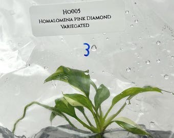 Homalomena Pink Diamond Variegated (1 plant/bag) Tissue Culture