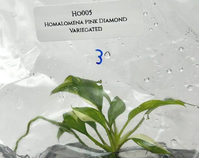 Homalomena Pink Diamond Variegated (1 plant/bag) Tissue Culture