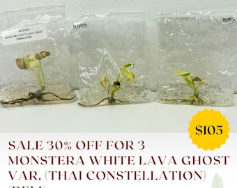 Special 30% OFF for 3 Monstera white lava ghost Var. (Thai Constellation) (Deli) (1 plant/bag) Tissue Culture