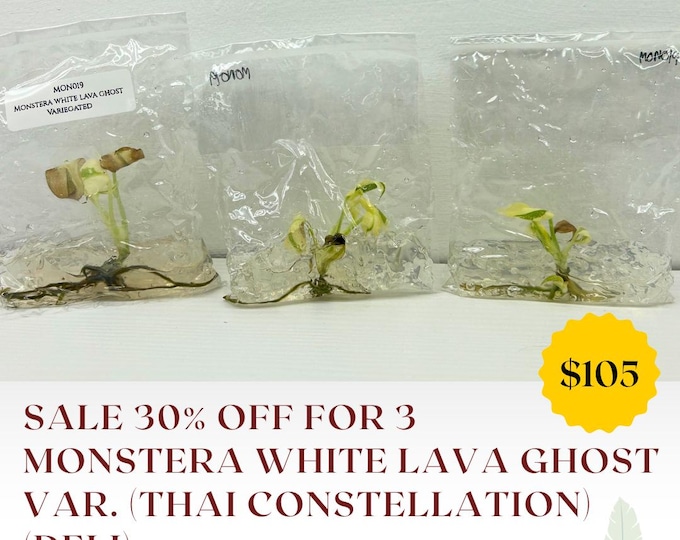 Special 30% OFF for 3 Monstera white lava ghost Var. (Thai Constellation) (Deli) (1 plant/bag) Tissue Culture