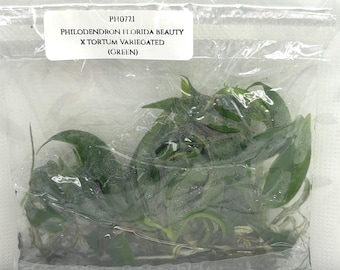 Philodendron florida beauty x tortum (5 plantlets/bag) Tissue culture