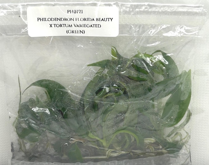 Philodendron florida beauty x tortum (5 plantlets/bag) Tissue culture