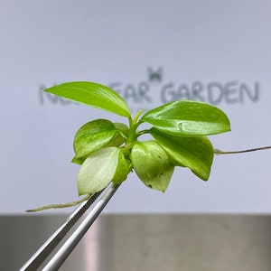 Puede incluir: Primer plano de una pequeña planta verde con hojas variegadas, sostenida por unas pinzas de plata. La planta se está propagando y tiene un nuevo crecimiento. El fondo es una superficie blanca con el texto "Near Garden" escrito en negro.