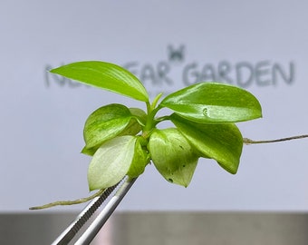 Philodendron Whipple Way Tissue Culture (1 item/bag)