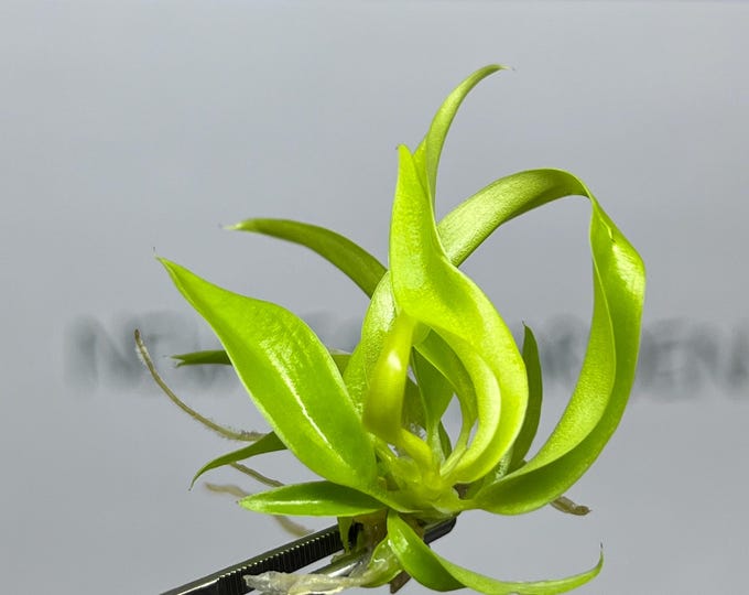 Philodendron Ring of Fire Gold Tissue Culture (5 items/bag)