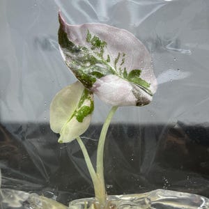 Alocasia cuprea pink - Etsy 日本