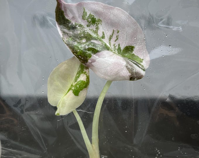 Alocasia Cuprea Pink Variegated (1 plant/bag) Tissue Culture