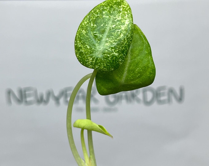 Alocasia Black Velvet Ninja-Splash Variegated Tissue Culture (1 item/bag)