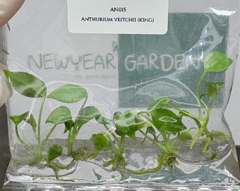 Anthurium Veitchii  (5 plants/bag) Tissue Culture