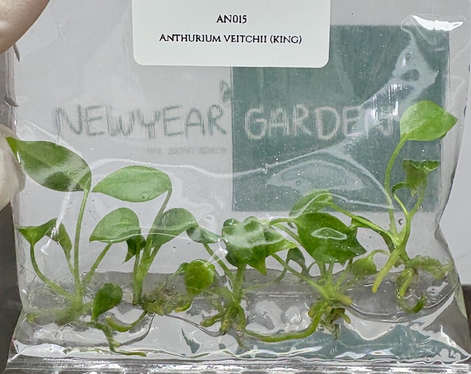 Anthurium Veitchii  (5 plants/bag) Tissue Culture