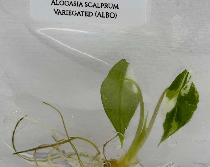 Alocasia Scalprum Variegated (ALBO) (1 plant/bag) Tissue Culture