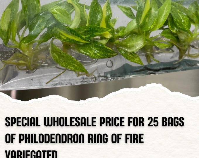 Wholesale 25 Philodendron Ring of Fire Variegated Tissue Culture (Counted as 1 Item to Save Shipping Cost)