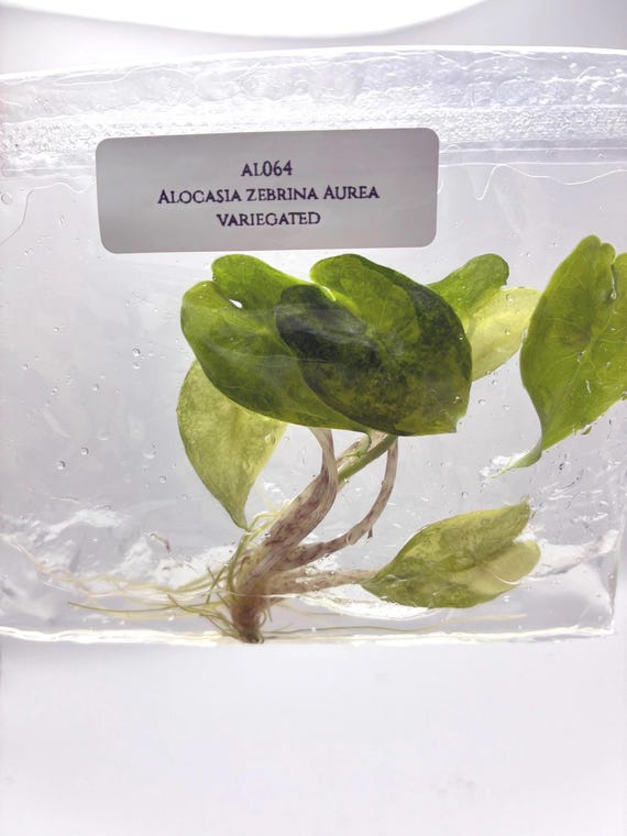 anthurium dortmund brackel Anthurium 'Diamond Forgetii'  selected clone  The Plant Plug