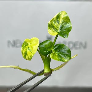 Angela philodendron - Etsy 日本
