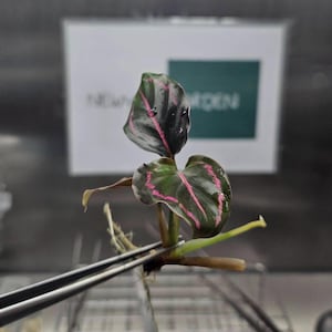 Calathea Pink Aurora - Etsy Australia