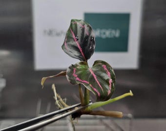 Calathea Roseopicta Tissue Culture (5 items/bags)