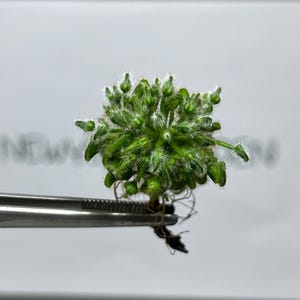 Puede incluir: Primer plano de una pequeña planta verde sujeta con unas pinzas plateadas. La planta tiene forma esférica con numerosos capullos verdes y pelillos blancos y difusos. El fondo es gris claro liso.