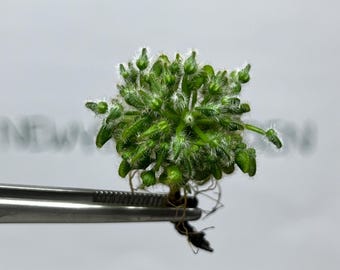 Cephalotus Follicularis Tissue Culture (1 item/bag)