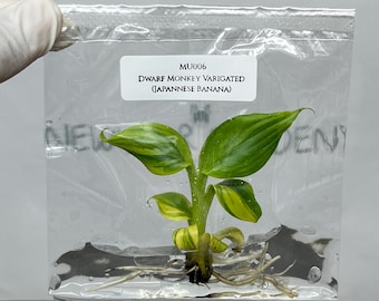 Dwarf Monkey Varigated (Japannese Banana) Tissue Culture (1 item/bag)