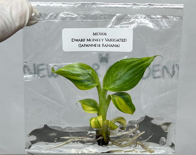 Dwarf Monkey Varigated (Japannese Banana) Tissue Culture (1 item/bag)