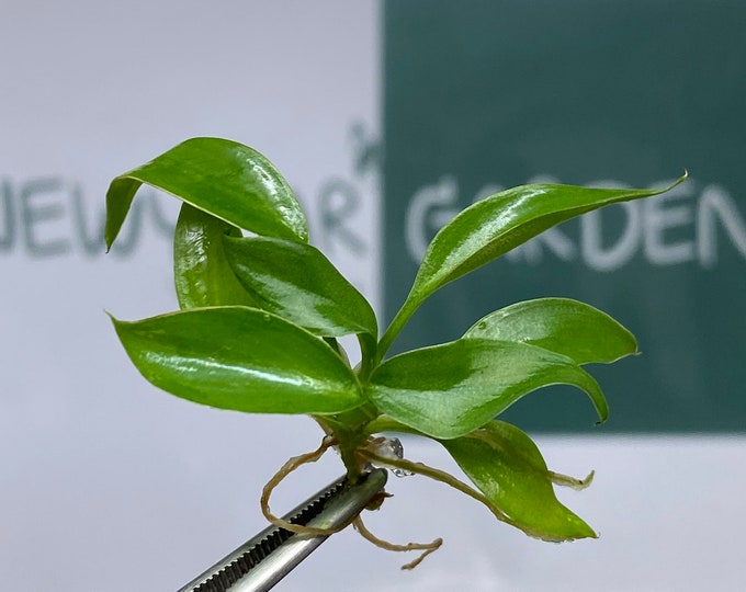 Philodendron Jungle Fever GREEN Tissue Culture (5 plants/bag)