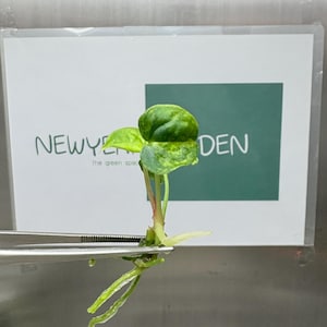 Anthurium papillilaminum - Etsy 日本