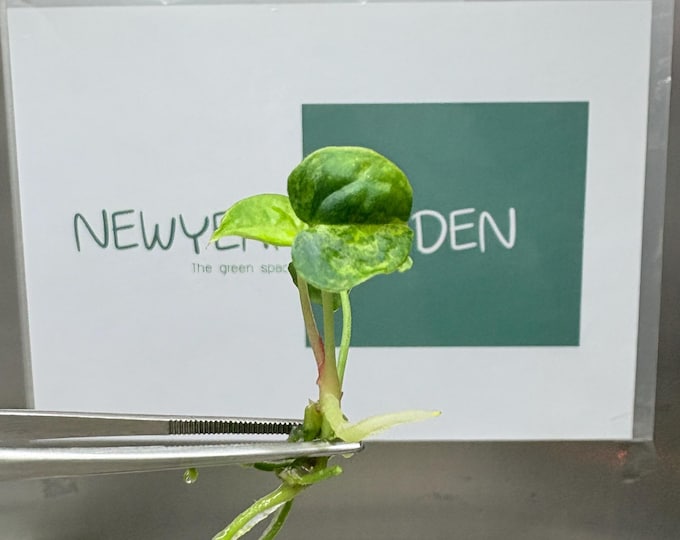 Anthurium Magnificum Variegated x Anthurium Papillilaminum Variegated (1 item/bag) Tissue Culture