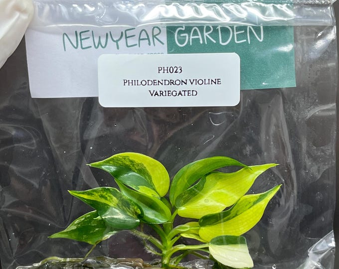 Philodendron Violin Variegated Tissue Culture (1 item/bag)