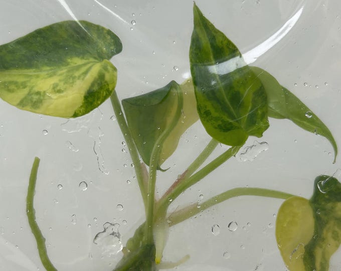 Anthurium Magnificum Hybrid Variegated Tissue Culture (1 item/bag)