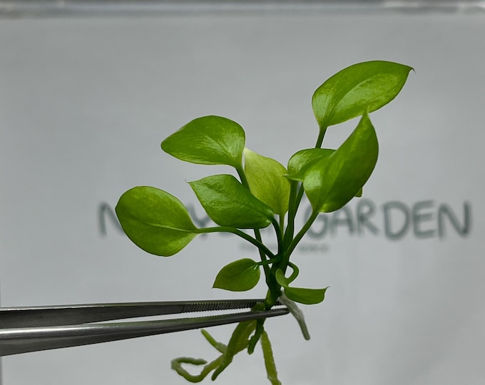 Anthurium Vittarifolium Tissue Culture (5 items/bag)