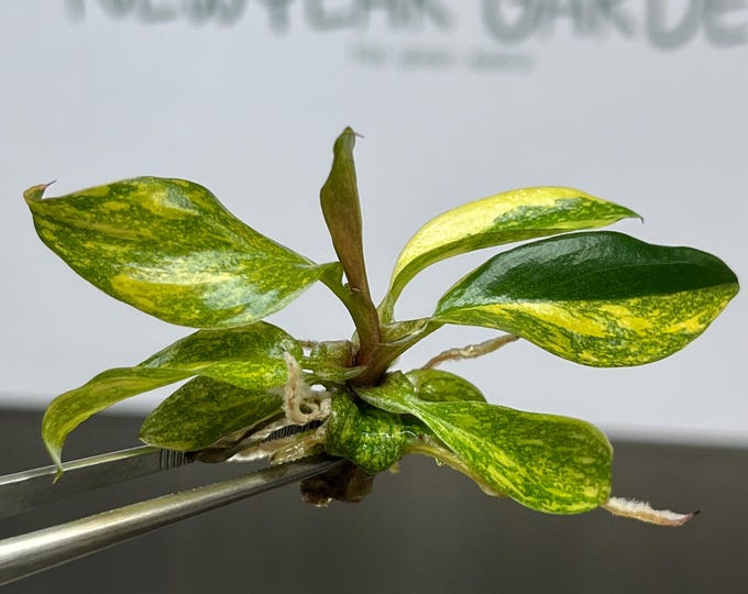 Philodendron Orange Princess Variegated Tissue Culture (1 item/bag)